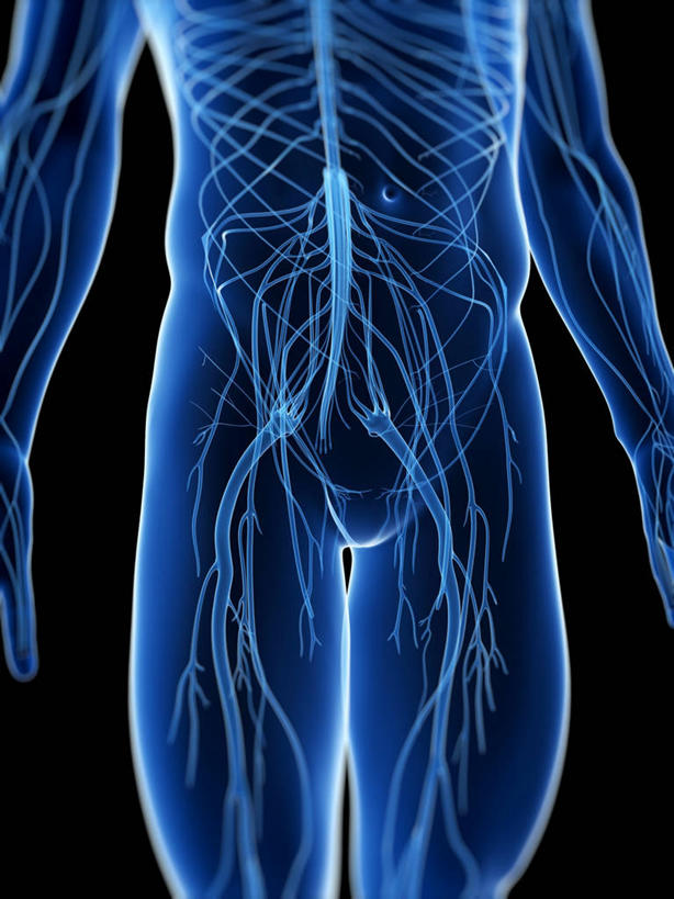 脑,脊髓,骨骼,一个人,无人,站,竖图,插画,室内,白天,正面,数码,科技,仅一个男性,仅一个人,阴影,黑色背景,网络,骨头,高光,几何,计算机图形,合成,图画,画,仅一个年轻男性,黄色,蓝色,站着,电脑合成图,数码合成图,骨架,合成图,漫画,写实,具体,具象,脊神经,脑神经,中枢神经系统,周围神经系统,男人,男性,年轻男性,脊柱,站立,半身,彩图,调节系统,植物性神经,周围神经,神经系统,中枢神经