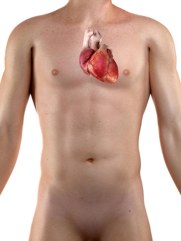 内脏,心脏,动脉,静脉,一个人,无人,站,竖图,插画,室内,白天,白色背景,正面,数码,科技,仅一个男性,仅一个人,阴影,科学,网络,医学,褐色,高光,几何,计算机图形,合成,图画,裸露,画,仅一个年轻男性,站着,人体,电脑合成图,数码合成图,生物学,人体器官,器官,合成图,裸,漫画,剖面,切面,心血管,心房,心室,写实,具体,具象,自然科学,博物学,生物科学,男人,男性,年轻男性,心,站立,半身,彩图,剖视图,剖切面,剖视