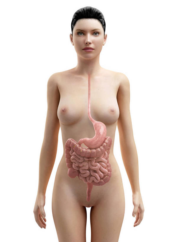 腹部,内脏,胃,肠,动脉,静脉,十二指肠,一个人,无人,站,竖图,插画,室内,白天,白色背景,正面,数码,科技,仅一个年轻女性,仅一个女性,仅一个人,阴影,科学,网络,医学,褐色,高光,几何,计算机图形,合成,图画,注视,裸露,画,观察,看,站着,人体,观看,电脑合成图,数码合成图,察看,生物学,人体器官,器官,合成图,关注,裸,漫画,剖面,切面,写实,具体,具象,自然科学,博物学,生物科学,年轻女性,女人,女性,大肠,盲肠,小肠,直肠,胃部,站立,半身,彩图,剖视图,剖切面,剖视