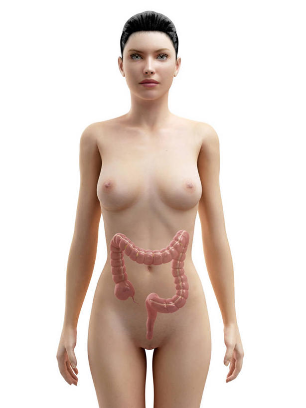 内脏,肠,动脉,静脉,十二指肠,一个人,无人,站,竖图,插画,室内,白天,白色背景,正面,数码,科技,仅一个年轻女性,仅一个女性,仅一个人,阴影,科学,网络,医学,褐色,高光,几何,计算机图形,合成,图画,注视,裸露,画,观察,看,站着,人体,观看,电脑合成图,数码合成图,察看,生物学,人体器官,器官,合成图,关注,裸,漫画,剖面,切面,写实,具体,具象,自然科学,博物学,生物科学,年轻女性,女人,女性,大肠,盲肠,小肠,直肠,站立,半身,彩图,剖视图,剖切面,剖视