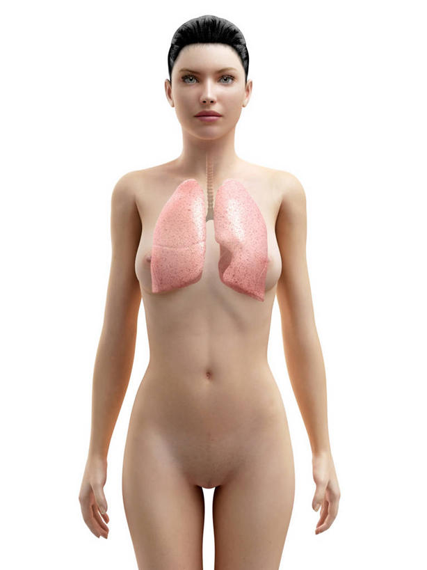 内脏,肺,动脉,静脉,一个人,无人,站,竖图,插画,室内,白天,白色背景,正面,数码,科技,仅一个年轻女性,仅一个女性,仅一个人,阴影,科学,网络,医学,褐色,高光,几何,计算机图形,合成,图画,注视,裸露,画,观察,看,站着,人体,观看,电脑合成图,数码合成图,察看,生物学,人体器官,器官,合成图,关注,裸,漫画,剖面,切面,写实,具体,具象,自然科学,博物学,生物科学,年轻女性,女人,女性,肺部,肺脏,站立,半身,彩图,剖视图,剖切面,剖视