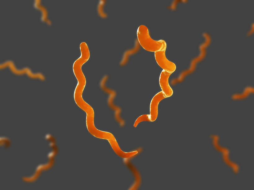 无人,横图,插画,室内,白天,正面,幸福,数码,科技,微生物,许多,阴影,灰色背景,科学,网络,高光,几何,计算机图形,辉煌,合成,图画,画,温暖,橙色,生物,活泼,华丽,暖色,电脑合成图,数码合成图,性传播疾病,病毒,疾病,生物学,合成图,漫画,温情,写实,具体,具象,传染,寄生,生命体,生物病毒,梅毒,梅毒螺旋体,性病,炽热,响亮,跃动,自然科学,博物学,生物科学,甜蜜,螺旋状,彩图,愉快,螺旋形,螺旋形状,螺旋型