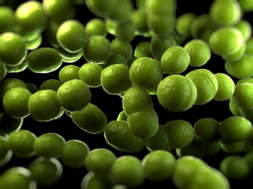 无人,横图,插画,室内,白天,正面,数码,科技,微生物,许多,阴影,黑色背景,新鲜,环绕,缠绕,网络,细菌,图形,高光,几何,计算机图形,合成,图画,画,绿色,球体,生物,巨大,庞大,青春,复杂,电脑合成图,数码合成图,生命,合成图,数学,和平,纠缠,安详,漫画,写实,具体,具象,生命体,链球菌,乳杆菌,冷色,繁杂,宏大,彩图,几何图形,立体几何,立体图形,原核生物