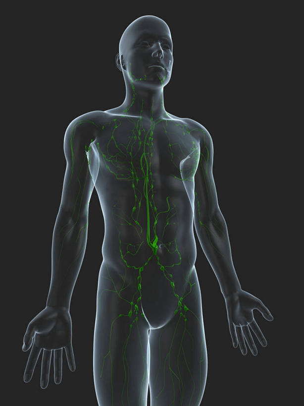一个人,无人,站,竖图,插画,室内,白天,正面,数码,科技,仅一个男性,仅一个人,阴影,黑色背景,科学,网络,高光,几何,计算机图形,合成,图画,裸露,画,仅一个年轻男性,绿色,站着,赤裸,电脑合成图,数码合成图,生物学,张开五指,合成图,裸,漫画,写实,具体,具象,淋巴系统,淋巴细胞,淋巴,淋巴管,淋巴液,淋巴组织,免疫系统,免疫组织,自然科学,博物学,生物科学,男人,男性,年轻男性,站立,半身,彩图,五指张开