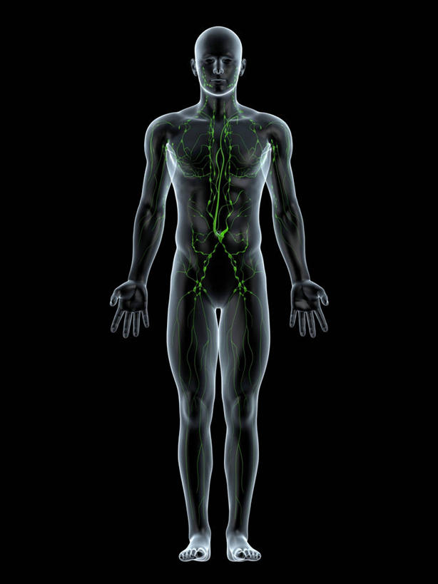 一个人,无人,站,竖图,插画,室内,白天,正面,数码,科技,仅一个男性,仅一个人,阴影,黑色背景,科学,网络,高光,几何,计算机图形,合成,图画,裸露,画,仅一个年轻男性,绿色,站着,赤裸,电脑合成图,数码合成图,生物学,张开五指,合成图,裸,漫画,写实,具体,具象,淋巴系统,淋巴细胞,淋巴,淋巴管,淋巴液,淋巴组织,免疫系统,免疫组织,自然科学,博物学,生物科学,男人,男性,年轻男性,站立,彩图,全身,五指张开