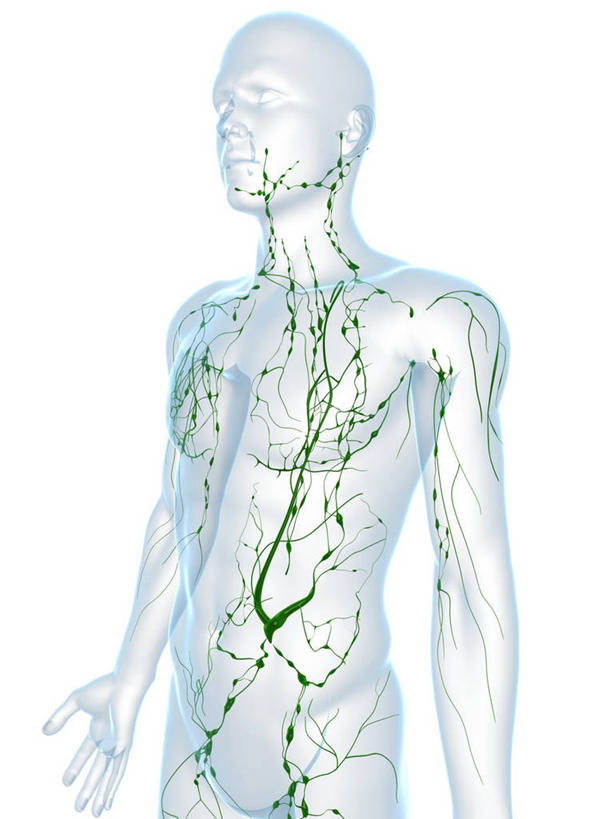 一个人,无人,站,竖图,插画,室内,白天,白色背景,正面,数码,科技,仅一个男性,仅一个人,阴影,科学,网络,纹路,纹理,高光,几何,计算机图形,合成,图画,裸露,画,仅一个年轻男性,绿色,站着,庞大,复杂,电脑合成图,数码合成图,生物学,合成图,裸,漫画,肌理,写实,具体,具象,淋巴系统,淋巴细胞,淋巴,淋巴管,淋巴液,淋巴组织,免疫系统,免疫组织,繁杂,自然科学,博物学,生物科学,男人,男性,年轻男性,站立,半身,彩图
