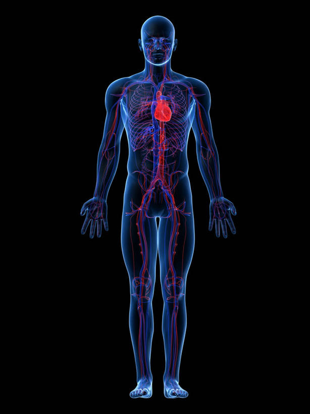 内脏,心脏,动脉,静脉,血管,一个人,无人,站,竖图,插画,室内,白天,正面,数码,科技,仅一个男性,仅一个人,阴影,黑色背景,科学,网络,医学,高光,几何,计算机图形,合成,图画,画,仅一个年轻男性,站着,人体,电脑合成图,数码合成图,生物学,心血管系统,人体器官,张开五指,器官,合成图,封闭,漫画,心血管,心房,心室,写实,具体,具象,血液循环,自然科学,博物学,生物科学,男人,男性,年轻男性,心,站立,彩图,全身,管道系统,五指张开