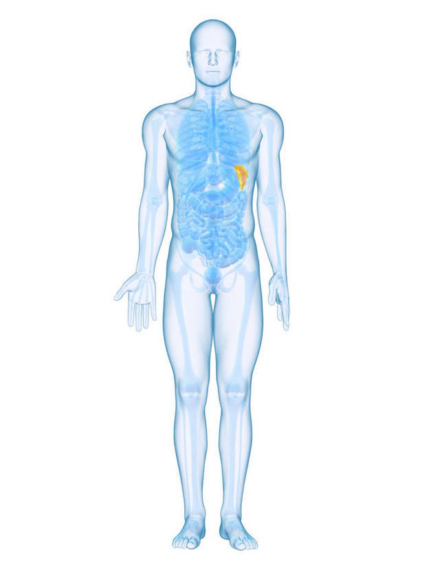 内脏,脾,动脉,静脉,一个人,无人,站,竖图,插画,室内,白天,白色背景,正面,数码,科技,仅一个男性,仅一个人,阴影,科学,网络,医学,高光,几何,计算机图形,合成,图画,画,仅一个年轻男性,黄色,蓝色,站着,人体,电脑合成图,数码合成图,生物学,人体器官,张开五指,器官,合成图,漫画,写实,具体,具象,自然科学,博物学,生物科学,男人,男性,年轻男性,脾脏,站立,彩图,全身,五指张开