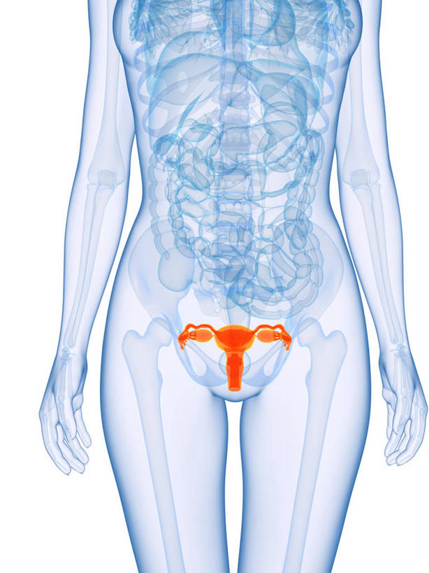 内脏,动脉,静脉,子宫,一个人,无人,站,竖图,插画,室内,白天,白色背景,正面,数码,科技,仅一个年轻女性,仅一个女性,仅一个人,阴影,科学,网络,医学,高光,几何,计算机图形,合成,图画,画,蓝色,站着,橙色,人体,电脑合成图,数码合成图,生物学,人体器官,器官,合成图,漫画,写实,具体,具象,自然科学,胞宫,雌性生殖器官,第六脏器,女子胞,博物学,生物科学,年轻女性,女人,女性,站立,半身,彩图,生殖器官