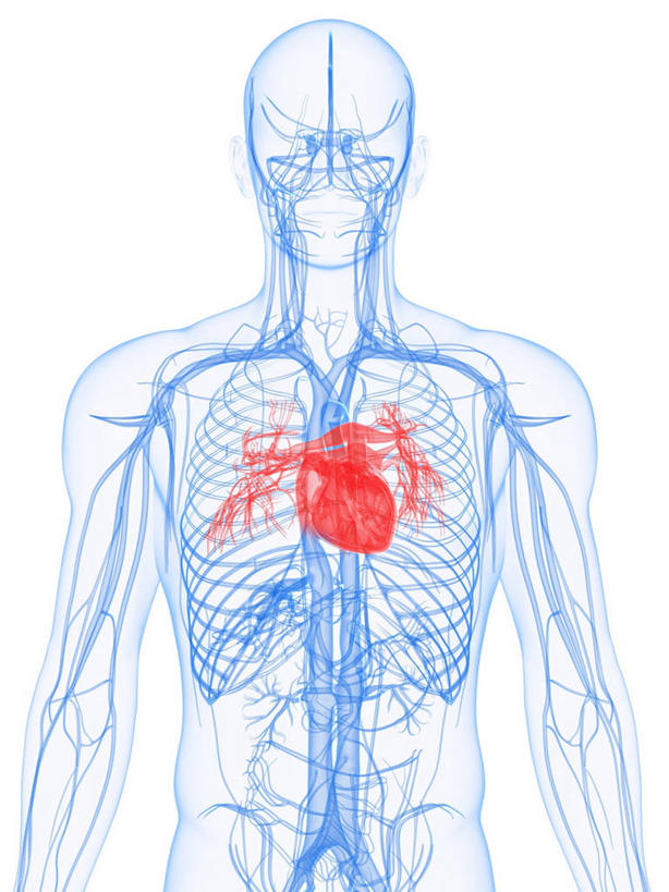内脏,心脏,动脉,静脉,骨骼,血管,一个人,无人,竖图,插画,室内,白天,白色背景,正面,数码,科技,仅一个男性,仅一个人,阴影,科学,网络,医学,骨头,高光,几何,计算机图形,合成,图画,画,仅一个年轻男性,红色,蓝色,人体,电脑合成图,数码合成图,骨架,生物学,心血管系统,人体器官,器官,合成图,封闭,漫画,心血管,心房,心室,写实,具体,具象,血液循环,自然科学,博物学,生物科学,男人,男性,年轻男性,心,半身,彩图,管道系统