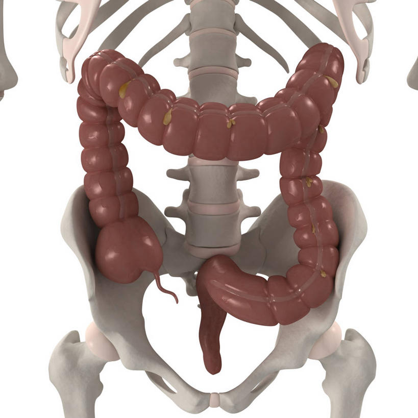 内脏,肠,脊髓,动脉,静脉,骨骼,骨盆,无人,方图,插画,室内,白天,白色背景,正面,数码,科技,阴影,科学,网络,医学,骨头,高光,几何,计算机图形,合成,图画,画,红色,白色,人体,电脑合成图,数码合成图,骨架,生物学,人体器官,器官,合成图,漫画,写实,具体,具象,骶骨,髋骨,尾骨,胯骨,自然科学,博物学,生物科学,大肠,脊柱,彩图