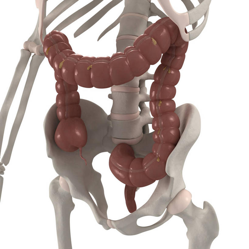 内脏,肠,脊髓,动脉,静脉,骨骼,骨盆,无人,方图,插画,室内,白天,白色背景,正面,数码,科技,阴影,科学,网络,医学,骨头,高光,几何,计算机图形,合成,图画,画,红色,白色,人体,电脑合成图,数码合成图,骨架,生物学,人体器官,器官,合成图,漫画,写实,具体,具象,骶骨,髋骨,尾骨,胯骨,自然科学,博物学,生物科学,大肠,脊柱,彩图