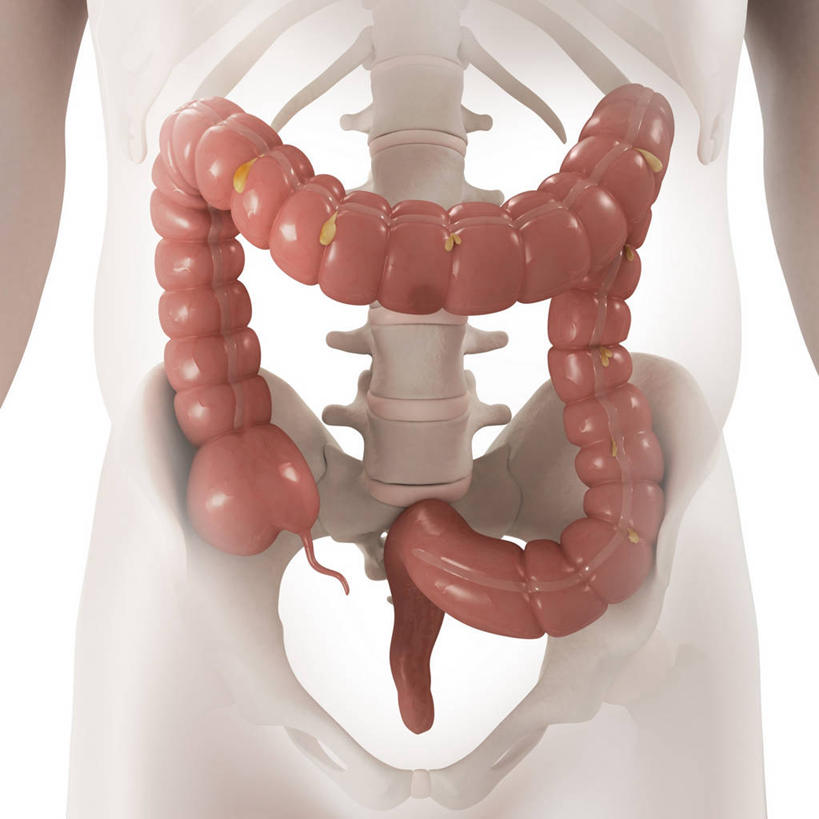 内脏,肠,脊髓,动脉,静脉,骨骼,骨盆,无人,方图,插画,室内,白天,白色背景,正面,数码,科技,阴影,科学,网络,医学,骨头,高光,几何,计算机图形,合成,图画,画,红色,白色,人体,电脑合成图,数码合成图,骨架,生物学,人体器官,器官,合成图,漫画,写实,具体,具象,骶骨,髋骨,尾骨,胯骨,自然科学,博物学,生物科学,大肠,脊柱,彩图