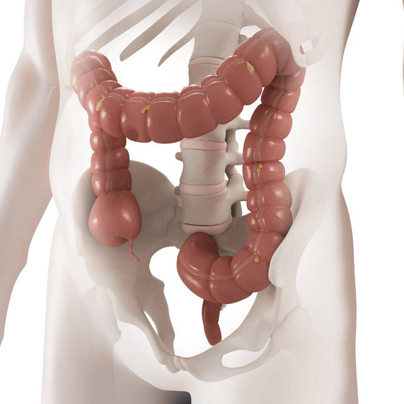 内脏,肠,脊髓,动脉,静脉,骨骼,骨盆,无人,方图,插画,室内,白天,白色背景,正面,数码,科技,阴影,科学,网络,医学,骨头,高光,几何,计算机图形,合成,图画,画,红色,白色,人体,电脑合成图,数码合成图,骨架,生物学,人体器官,器官,合成图,漫画,写实,具体,具象,骶骨,髋骨,尾骨,胯骨,自然科学,博物学,生物科学,大肠,脊柱,彩图