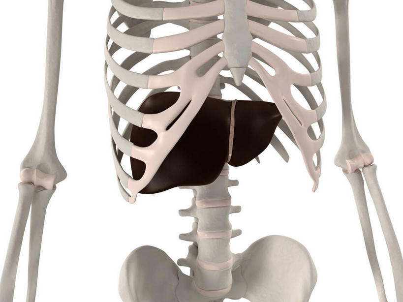 内脏,肝脏,脊髓,动脉,静脉,骨骼,骨盆,无人,横图,插画,室内,特写,白天,白色背景,正面,数码,科技,阴影,科学,网络,医学,褐色,骨头,高光,几何,计算机图形,合成,图画,画,人体,电脑合成图,数码合成图,骨架,生物学,人体器官,器官,合成图,漫画,写实,具体,具象,骶骨,髋骨,尾骨,胯骨,自然科学,博物学,生物科学,肝,脊柱,彩图