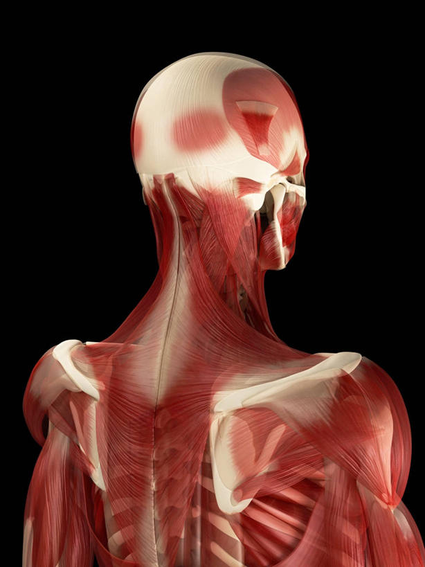 骨骼,一个人,无人,站,竖图,插画,室内,白天,正面,数码,科技,微生物,仅一个男性,仅一个人,阴影,黑色背景,科学,网络,医学,细胞,骨头,高光,几何,计算机图形,合成,图画,画,仅一个年轻男性,红色,白色,站着,电脑合成图,数码合成图,骨架,生物学,合成图,漫画,写实,具体,具象,骨骼肌,男人,男性,年轻男性,站立,半身,彩图,肌肉细胞,肌细胞,横纹肌