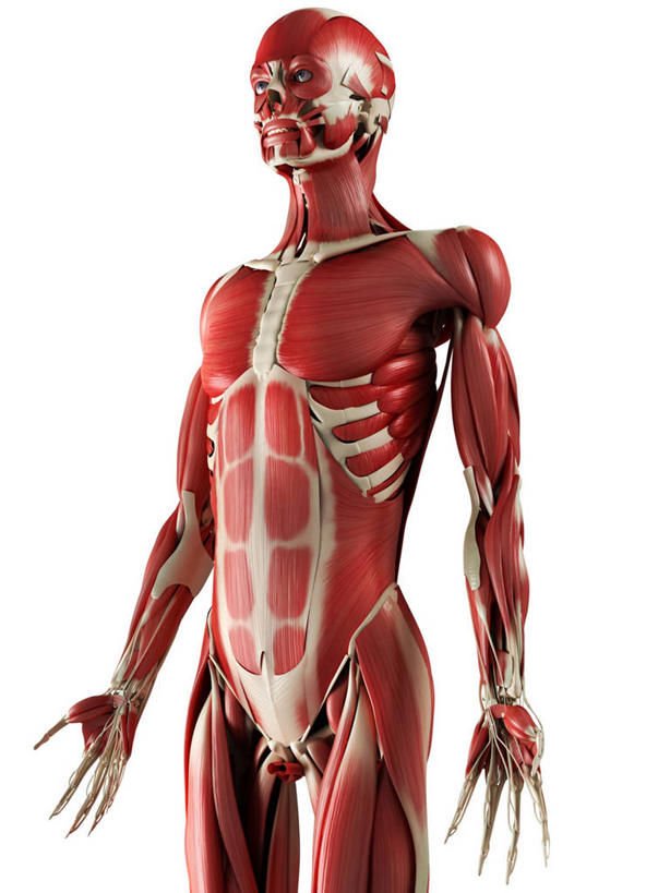 骨骼,一个人,无人,站,竖图,插画,室内,白天,白色背景,正面,数码,科技,微生物,仅一个男性,仅一个人,阴影,科学,网络,医学,细胞,骨头,高光,几何,计算机图形,合成,图画,注视,画,仅一个年轻男性,红色,白色,观察,看,站着,观看,电脑合成图,数码合成图,骨架,察看,生物学,张开五指,合成图,关注,漫画,写实,具体,具象,骨骼肌,男人,男性,年轻男性,站立,半身,彩图,肌肉细胞,肌细胞,横纹肌,五指张开