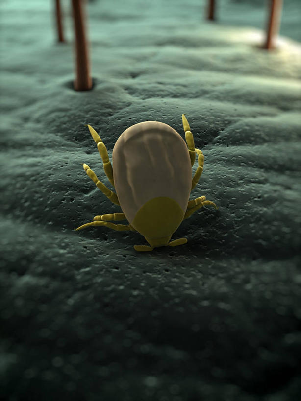 无人,竖图,俯视,插画,室内,白天,数码,科技,阴影,科学,网络,昆虫,高光,几何,计算机图形,合成,图画,画,一只,动物,趴着,皮肤,电脑合成图,数码合成图,生物学,毛发,合成图,漫画,写实,具体,具象,害虫,壁虱,蜱,草爬子,自然科学,博物学,生物科学,趴,彩图,高角度拍摄,全身