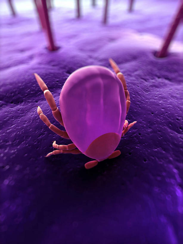 无人,竖图,俯视,插画,室内,白天,神秘,数码,科技,阴影,科学,网络,昆虫,高光,几何,计算机图形,合成,图画,画,一只,紫色,动物,趴着,皮肤,电脑合成图,数码合成图,生物学,毛发,优美,庄重,合成图,高贵,消极,漫画,写实,具体,具象,害虫,冷色,壁虱,蜱,草爬子,自然科学,博物学,生物科学,孤寂,趴,彩图,高角度拍摄,全身,奢华