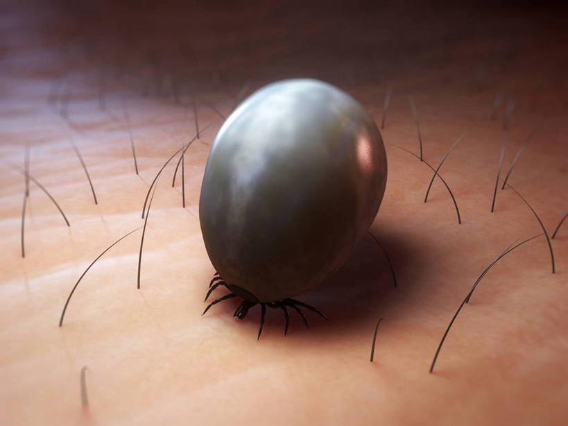 无人,横图,俯视,插画,室内,白天,数码,科技,阴影,科学,网络,昆虫,高光,几何,计算机图形,合成,图画,画,一只,动物,趴着,皮肤,电脑合成图,数码合成图,生物学,毛发,合成图,漫画,写实,具体,具象,害虫,壁虱,蜱,草爬子,自然科学,博物学,生物科学,趴,彩图,高角度拍摄,全身