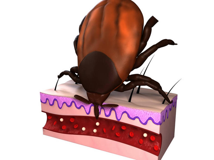 无人,横图,插画,室内,白天,白色背景,正面,数码,科技,阴影,科学,网络,昆虫,高光,几何,计算机图形,合成,图画,画,一只,动物,趴着,皮肤,电脑合成图,数码合成图,生物学,毛发,合成图,横截面,漫画,剖面,写实,具体,具象,害虫,壁虱,蜱,草爬子,自然科学,截面,截面图形,博物学,生物科学,趴,彩图,全身