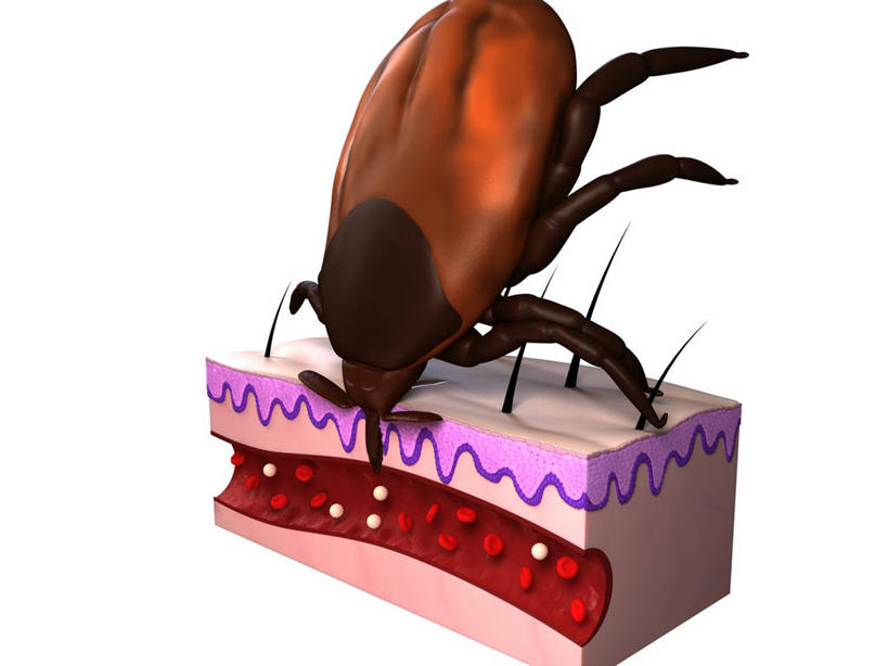 无人,横图,插画,室内,白天,白色背景,正面,数码,科技,阴影,科学,网络,昆虫,高光,几何,计算机图形,合成,图画,画,一只,动物,趴着,皮肤,电脑合成图,数码合成图,生物学,毛发,合成图,横截面,漫画,剖面,写实,具体,具象,害虫,壁虱,蜱,草爬子,自然科学,截面,截面图形,博物学,生物科学,趴,彩图,全身