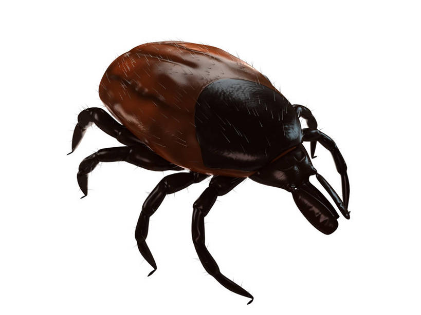 无人,横图,插画,室内,白天,白色背景,正面,数码,科技,阴影,网络,昆虫,棕色,高光,几何,计算机图形,合成,图画,画,一只,动物,趴着,电脑合成图,数码合成图,合成图,漫画,写实,具体,具象,害虫,壁虱,蜱,草爬子,趴,彩图,全身