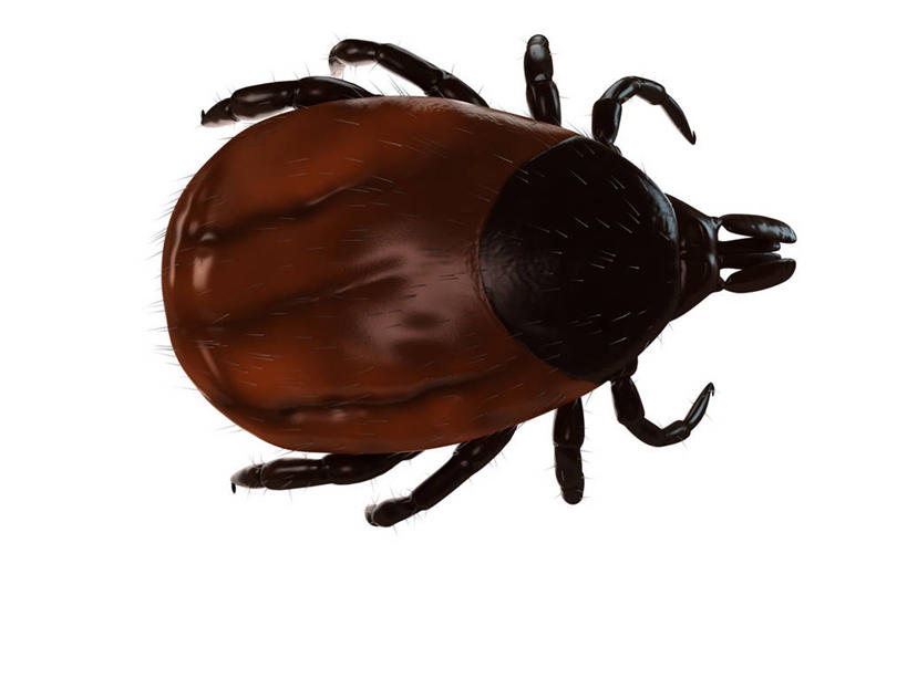 无人,横图,俯视,插画,室内,白天,白色背景,数码,科技,阴影,网络,昆虫,棕色,高光,几何,计算机图形,合成,图画,画,一只,动物,趴着,电脑合成图,数码合成图,合成图,漫画,写实,具体,具象,害虫,壁虱,蜱,草爬子,趴,彩图,高角度拍摄,全身