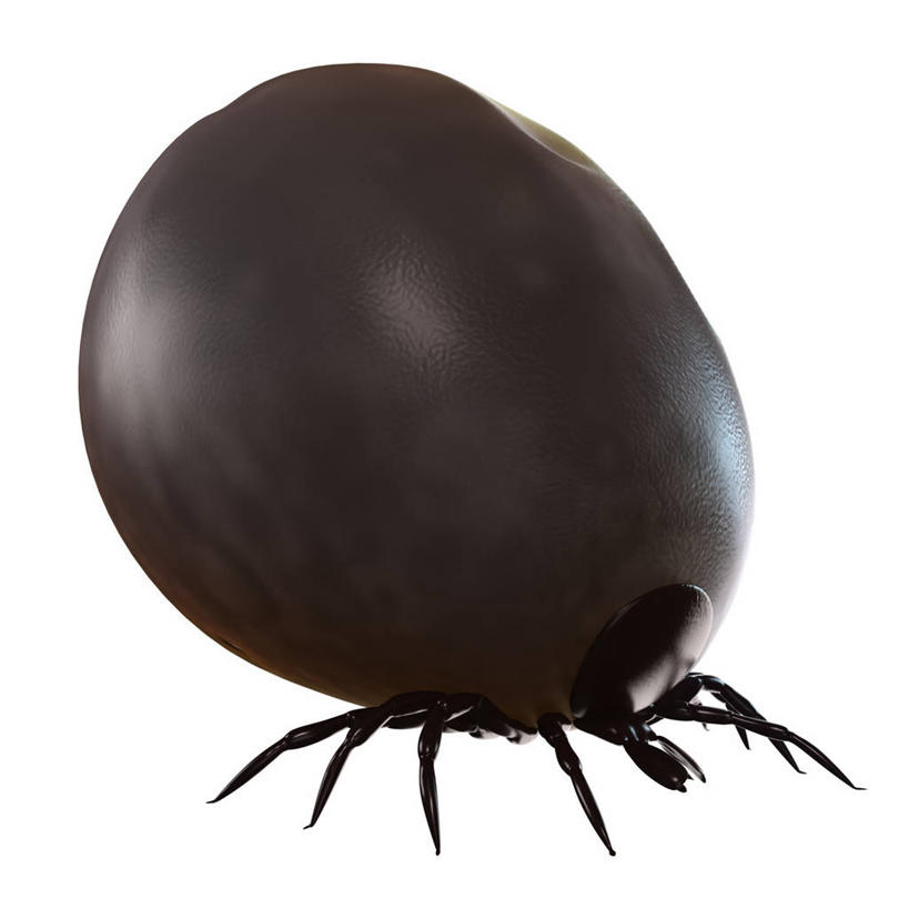 无人,方图,俯视,插画,室内,白天,白色背景,数码,科技,阴影,网络,昆虫,棕色,高光,几何,计算机图形,合成,图画,画,一只,动物,趴着,电脑合成图,数码合成图,合成图,漫画,写实,具体,具象,害虫,壁虱,蜱,草爬子,趴,彩图,高角度拍摄,全身