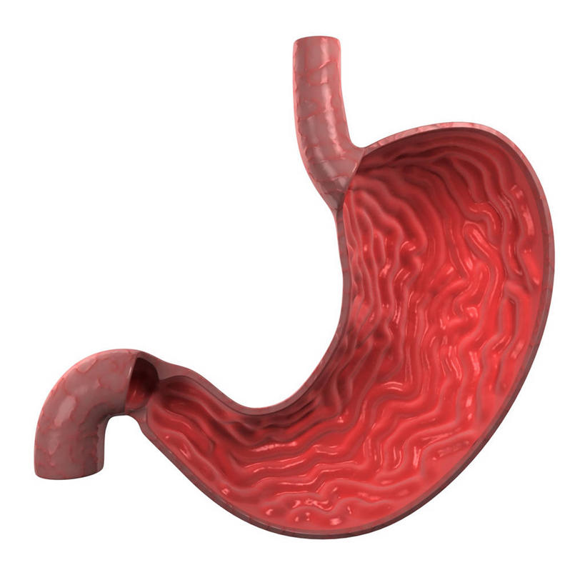 腹部,内脏,胃,动脉,静脉,无人,方图,插画,室内,白天,白色背景,正面,数码,科技,阴影,科学,网络,医学,高光,几何,计算机图形,合成,图画,画,粉色,红色,人体,电脑合成图,数码合成图,生物学,人体器官,器官,合成图,漫画,剖面,切面,写实,具体,具象,自然科学,博物学,生物科学,胃部,彩图,剖视图,剖切面,剖视