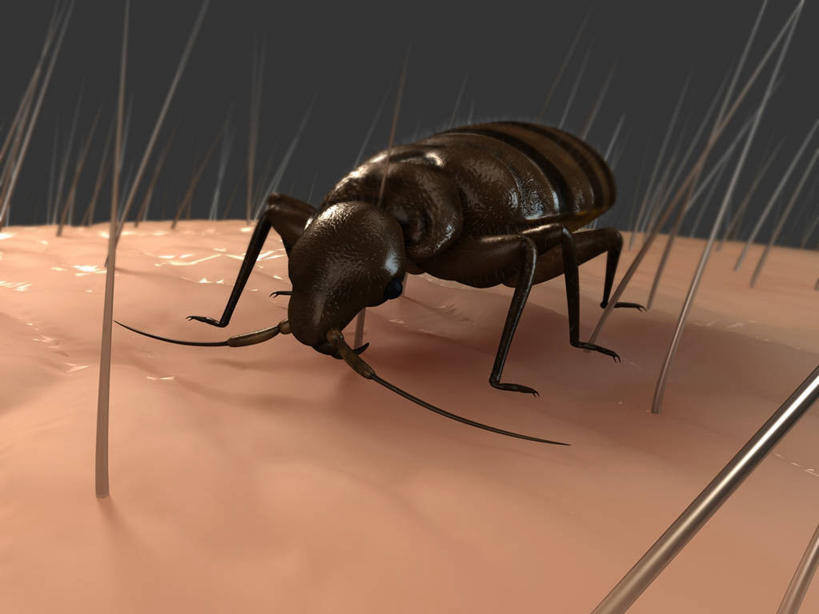 无人,横图,插画,室内,白天,正面,数码,科技,阴影,黑色背景,网络,昆虫,高光,几何,计算机图形,合成,图画,画,一只,动物,趴着,皮肤,电脑合成图,数码合成图,毛发,合成图,漫画,写实,具体,具象,害虫,壁虱,臭虫,趴,彩图,全身,床虱,木蚤