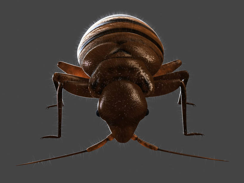 无人,横图,插画,室内,白天,正面,数码,科技,阴影,黑色背景,网络,纹路,昆虫,纹理,褐色,高光,几何,计算机图形,合成,图画,画,一只,黑色,动物,趴着,电脑合成图,数码合成图,合成图,漫画,肌理,写实,具体,具象,害虫,壁虱,臭虫,趴,彩图,全身,床虱,木蚤