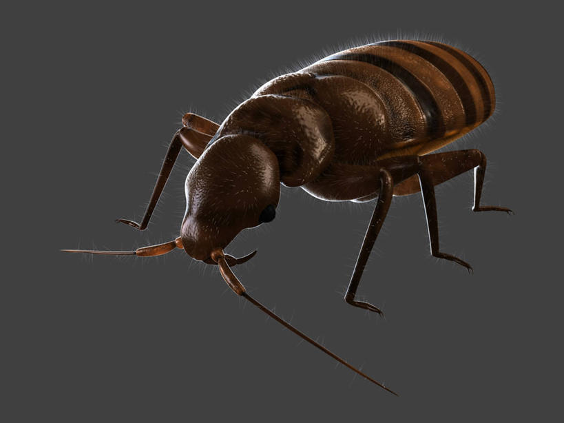 无人,横图,插画,室内,白天,正面,数码,科技,阴影,黑色背景,网络,纹路,昆虫,纹理,褐色,高光,几何,计算机图形,合成,图画,画,一只,黑色,动物,趴着,电脑合成图,数码合成图,合成图,漫画,肌理,写实,具体,具象,害虫,壁虱,臭虫,趴,彩图,全身,床虱,木蚤