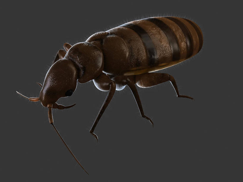 无人,横图,俯视,插画,室内,白天,数码,科技,阴影,黑色背景,网络,纹路,昆虫,纹理,褐色,高光,几何,计算机图形,合成,图画,画,一只,黑色,动物,趴着,电脑合成图,数码合成图,合成图,漫画,肌理,写实,具体,具象,害虫,壁虱,臭虫,趴,彩图,高角度拍摄,全身,床虱,木蚤