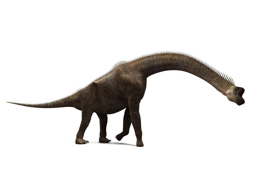 无人,走,横图,插画,室内,白天,白色背景,侧面,数码,科技,阴影,网络,高光,几何,计算机图形,合成,图画,注视,画,一只,低头,观察,看,恐龙,观看,电脑合成图,数码合成图,察看,合成图,关注,凶猛,漫画,写实,具体,具象,灭尽,灭绝,史前动物,腕龙,凶残,步行,散步,走路,彩图,全身