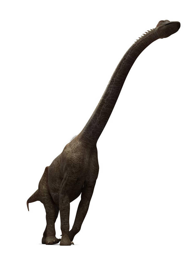 无人,走,竖图,插画,室内,白天,白色背景,侧面,数码,科技,阴影,网络,高光,几何,计算机图形,合成,图画,注视,画,一只,观察,看,恐龙,观看,电脑合成图,数码合成图,察看,合成图,关注,凶猛,漫画,写实,具体,具象,灭尽,灭绝,史前动物,腕龙,凶残,步行,散步,走路,彩图,全身