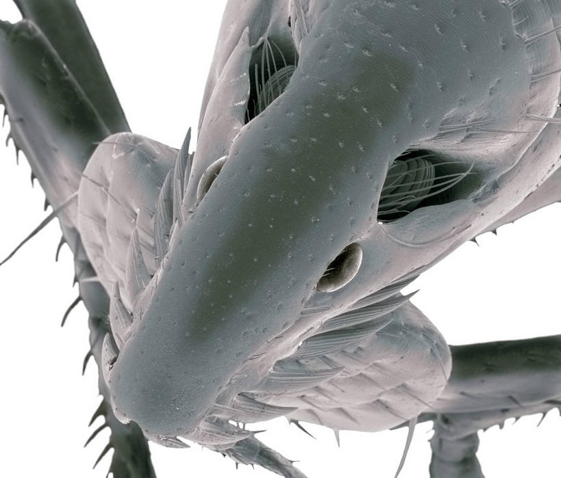 无人,横图,插画,室内,特写,白天,白色背景,正面,数码,科技,阴影,网络,昆虫,高光,几何,计算机图形,合成,图画,画,一只,动物,电脑合成图,数码合成图,合成图,漫画,写实,具体,具象,害虫,寄生,寄生虫,跳蚤,虼蚤,虼蚤子,半身,彩图,猫跳蚤,猫蚤