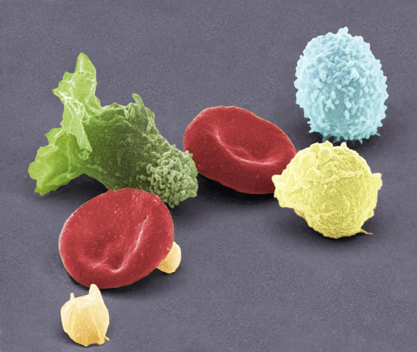 无人,横图,插画,室内,白天,正面,数码,科技,阴影,灰色背景,网络,高光,几何,计算机图形,合成,图画,画,电脑合成图,数码合成图,血小板,漫画,白细胞,写实,具体,具象,红细胞,淋巴结,中性粒细胞,巨噬细胞,彩图,免疫细胞