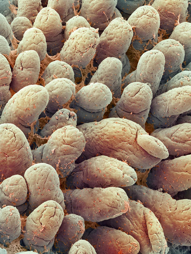 肠,十二指肠,无人,竖图,插画,室内,白天,正面,数码,科技,许多,阴影,网络,绒毛,高光,几何,计算机图形,合成,图画,画,电脑合成图,数码合成图,漫画,写实,具体,具象,大肠,盲肠,小肠,直肠,彩图