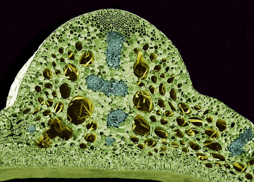 无人,横图,室内,白天,正面,睡莲,静物,黑色背景,医学,细胞,茎,人体,生物学,纯真,妖艳,生理学,水芹花,抒情,洁净,水洋花,子午莲,彩图