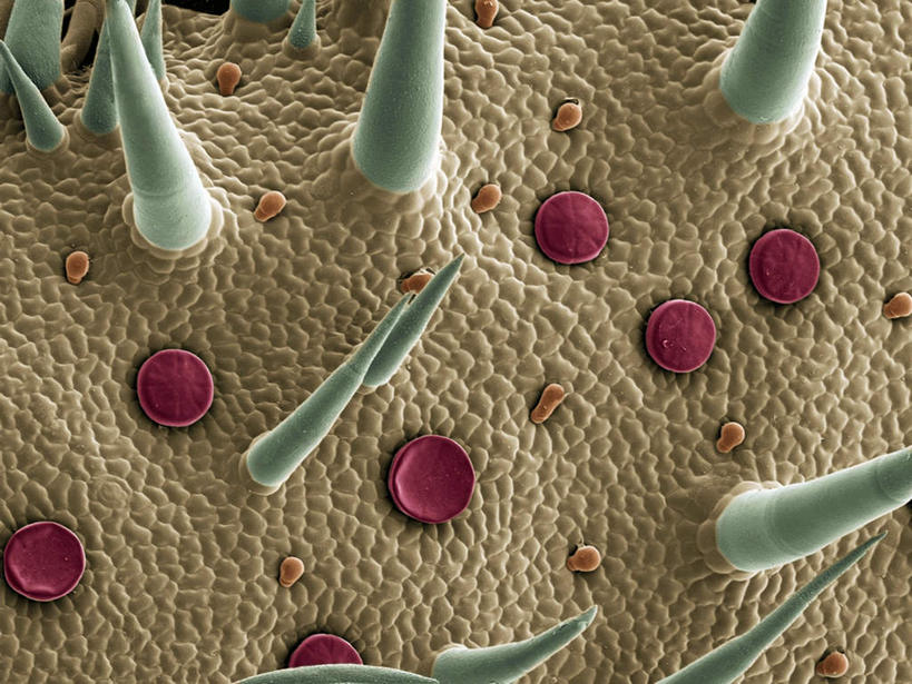 无人,横图,插画,室内,白天,正面,数码,科技,植物,叶子,许多,阴影,网络,斑点,绿叶,很多,表面,高光,几何,计算机图形,合成,图画,画,绿色,灰色,自然,嫩叶,生长,成长,电脑合成图,数码合成图,漫画,写实,具体,具象,叶,叶片,彩图