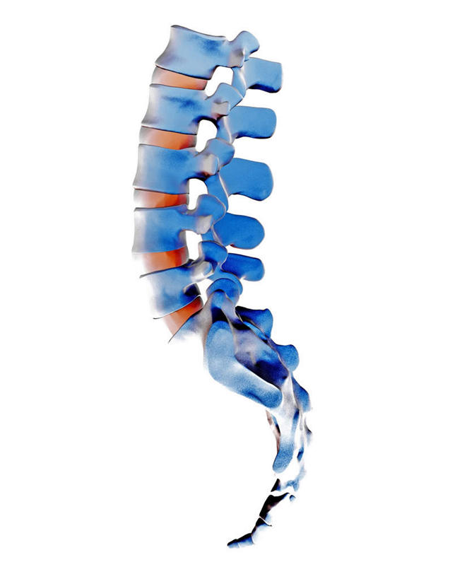 骨骼,无人,竖图,插画,室内,白天,白色背景,正面,数码,科技,一排,阴影,整齐,网络,骨头,高光,几何,计算机图形,合成,图画,画,排列,蓝色,模型,电脑合成图,数码合成图,骨架,队列,漫画,写实,具体,具象,骶骨,腰椎,模子,彩图