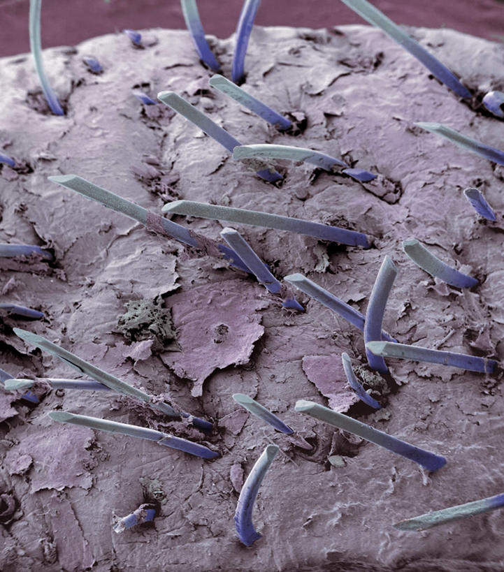 胡须,无人,竖图,室内,白天,正面,数码,科技,一排,许多,阴影,破碎,整齐,网络,很多,高光,几何,计算机图形,合成,排列,灰色,电脑合成图,数码合成图,毛发,队列,胡渣,写实,具体,具象,胡子,彩图,短小