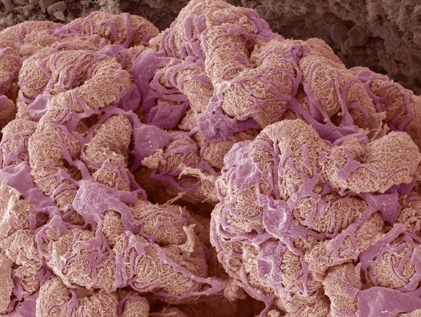 内脏,动脉,静脉,无人,横图,插画,室内,白天,正面,数码,科技,静物,阴影,网络,医学,高光,几何,计算机图形,合成,图画,画,模型,人体,电脑合成图,数码合成图,生物学,人体器官,器官,漫画,生理学,写实,具体,具象,彩图,肾小球,血液过滤器