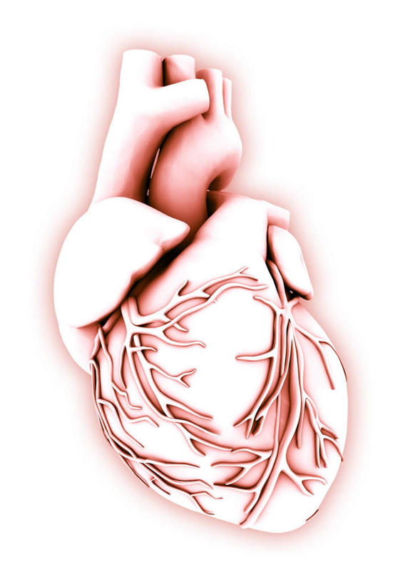 内脏,心脏,动脉,静脉,无人,竖图,插画,室内,白天,白色背景,正面,数码,科技,静物,阴影,网络,高光,几何,计算机图形,合成,图画,画,模型,人体,电脑合成图,数码合成图,生物学,器官,漫画,心血管,心房,心室,生理学,写实,具体,具象,呼吸系统,主动脉,心,彩图