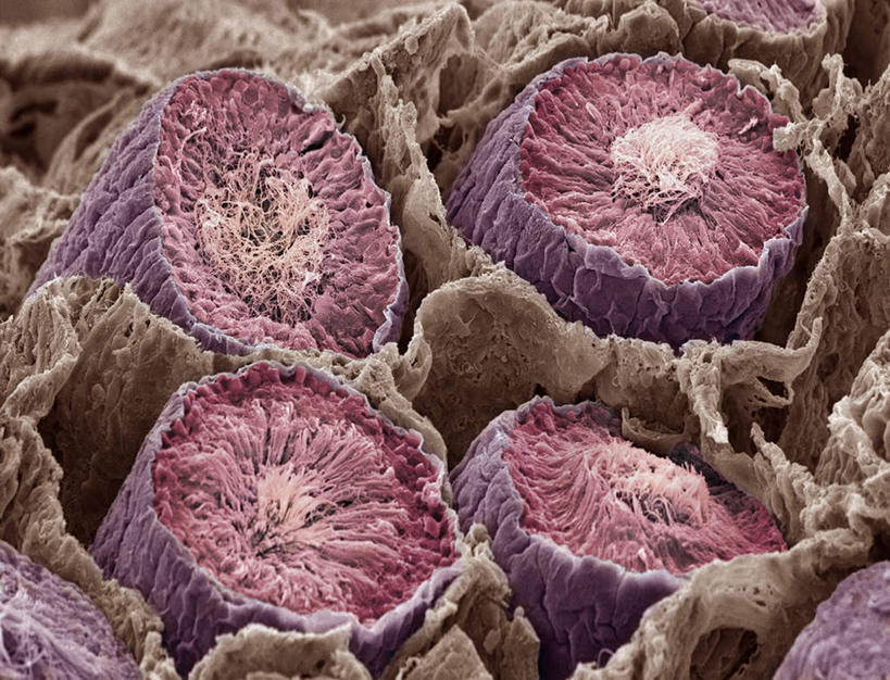 膀胱,睾丸,阴囊,尿道,无人,横图,室内,白天,正面,静物,医学,细胞,精子,人体,生物学,泌尿系统,前列腺,生理学,附睾,内生殖器,排泄器官,外生殖器,输精管,精囊腺,尿道球腺,射精管,彩图,男性生殖系统,生殖器官