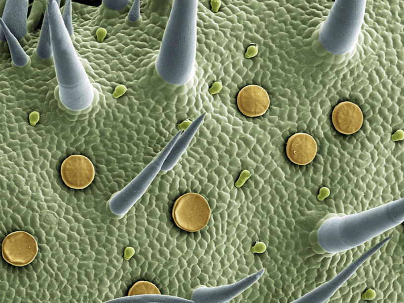 无人,横图,室内,白天,正面,植物,叶子,绿叶,绿色,嫩叶,马郁兰,马娇兰,马娇莲,马沃兰,茉乔挛那,牛藤草,叶沃刺那,叶,叶片,彩图