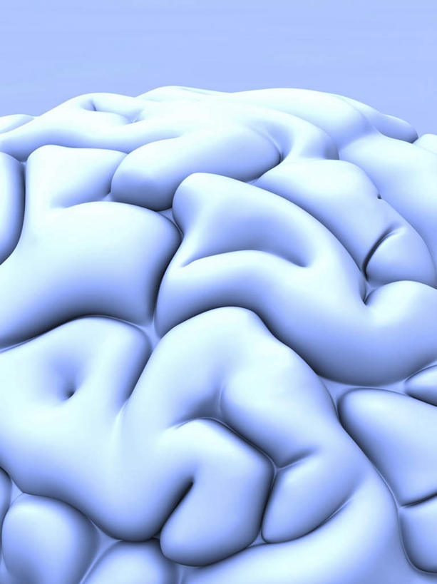 无人,竖图,室内,特写,白天,正面,数码,科技,大脑,阴影,蓝色背景,网络,高光,几何,计算机图形,合成,电脑合成图,数码合成图,器官,沟壑,小脑,脑干,写实,具体,具象,大脑皮层,端脑,沟,灰质,回,间脑,中枢神经系统,彩图,神经系统