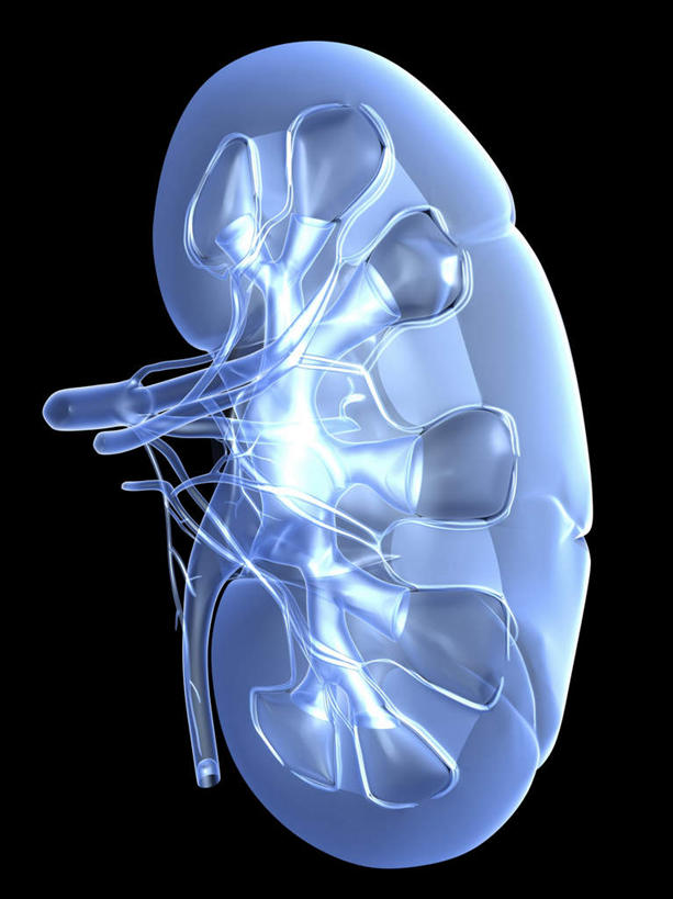 内脏,动脉,静脉,无人,竖图,室内,特写,白天,正面,数码,科技,静物,阴影,黑色背景,网络,医学,高光,几何,计算机图形,合成,蓝色,模型,人体,电脑合成图,数码合成图,生物学,人体器官,器官,泌尿系统,生理学,写实,具体,具象,肾,彩图
