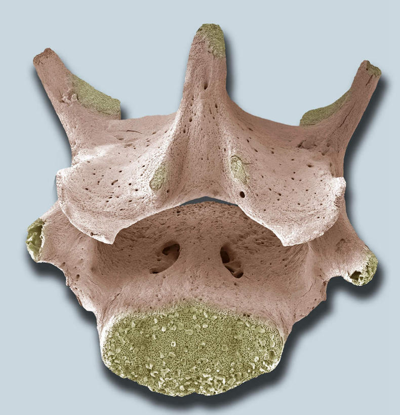 脊髓,无人,竖图,室内,特写,白天,正面,数码,科技,阴影,蓝色背景,网络,高光,几何,计算机图形,合成,电脑合成图,数码合成图,写实,具体,具象,腰椎,脊柱,彩图